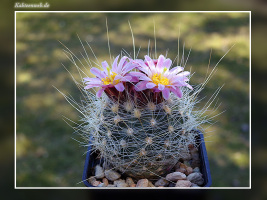 Pediocactus pardinei fh 052.5