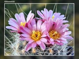 Pediocactus pardinei fh 052.5