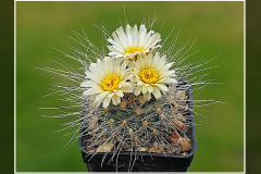 Pediocactus paradinei SB 502