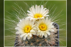 Pediocactus paradinei SB 502