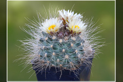 Pediocactus paradinei SB 502