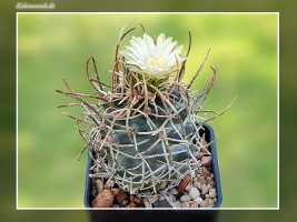Pediocactus peeblesianus f. menzelii JB 2