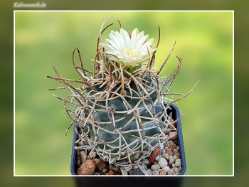 Pediocactus peeblesianus f. menzelii JB 2