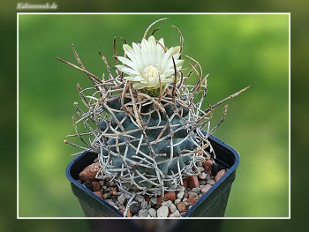 Pediocactus peeblesianus f. menzelii JB 2