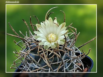 Pediocactus peeblesianus f. menzelii JB 2