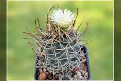 Pediocactus peeblesianus f. menzelii JB 2