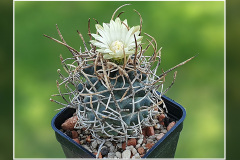 Pediocactus peeblesianus f. menzelii JB 2