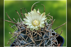 Pediocactus peeblesianus f. menzelii JB 2