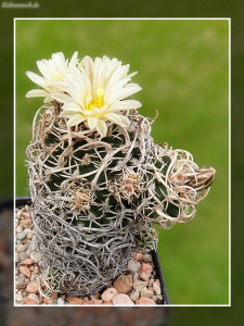 Pediocactus peeblesianus fa. maius Pediocactus peeblesianus fa. maius