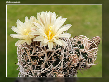 Pediocactus peeblesianus fa. maius Pediocactus peeblesianus fa. maius