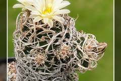Pediocactus peeblesianus fa. maius