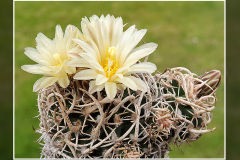 Pediocactus peeblesianus fa. maius