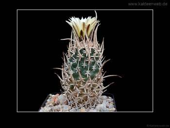 Pediocactus peeblesianus var. fickeisenii SB 903