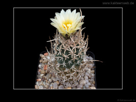 Pediocactus peeblesianus var. fickeisenii SB 903