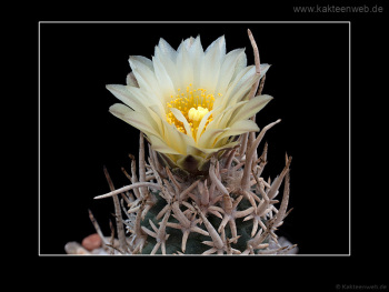 Pediocactus peeblesianus var. fickeisenii SB 903