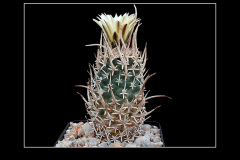 Pediocactus peeblesianus var. fickeisenii SB 903