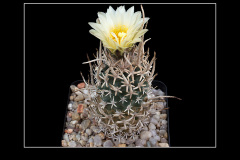 Pediocactus peeblesianus var. fickeisenii SB 903