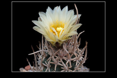 Pediocactus peeblesianus var. fickeisenii SB 903