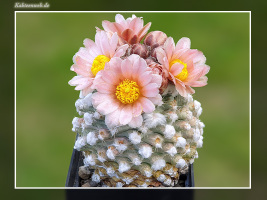 Pediocactus winkleri RP 132 w