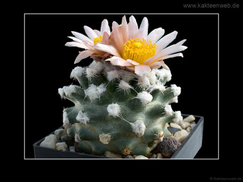Pediocactus winkleri RP 132 w