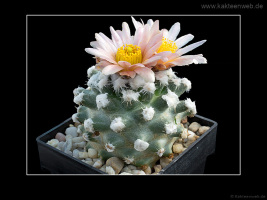Pediocactus winkleri RP 132 w