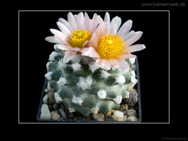 Pediocactus winkleri RP 132 w