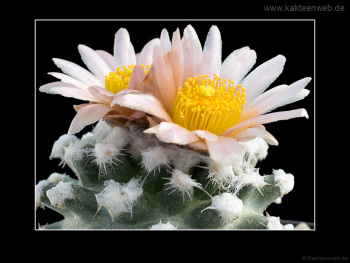 Pediocactus winkleri RP 132 w