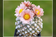 Pediocactus winkleri RP 132 w