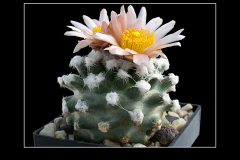 Pediocactus winkleri RP 132 w