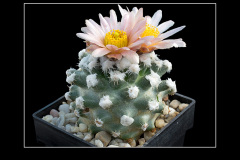 Pediocactus winkleri RP 132 w