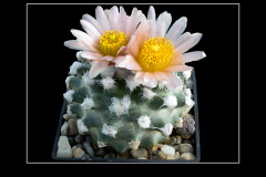 Pediocactus winkleri RP 132 w