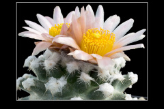 Pediocactus winkleri RP 132 w