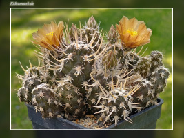 Pterocactus australis