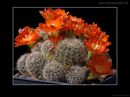 Rebutia christinae