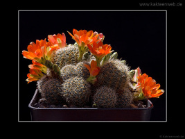 Rebutia christinae