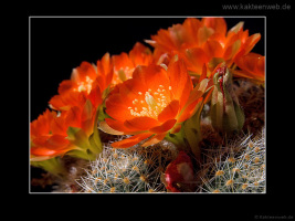 Rebutia christinae