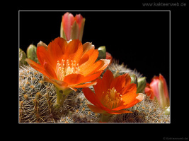 Rebutia christinae