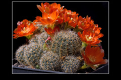 Rebutia christinae