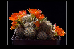 Rebutia christinae