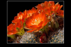 Rebutia christinae