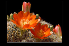 Rebutia christinae