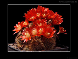 Rebutia fulviseta