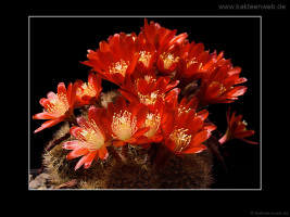Rebutia fulviseta