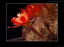 Rebutia fulviseta
