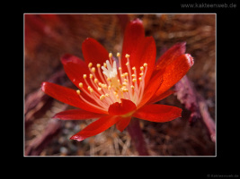 Rebutia fulviseta
