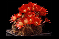 Rebutia fulviseta
