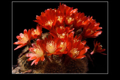 Rebutia fulviseta