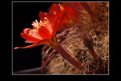 Rebutia fulviseta