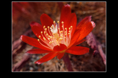 Rebutia fulviseta