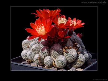 Rebutia heliosa var. condorensis